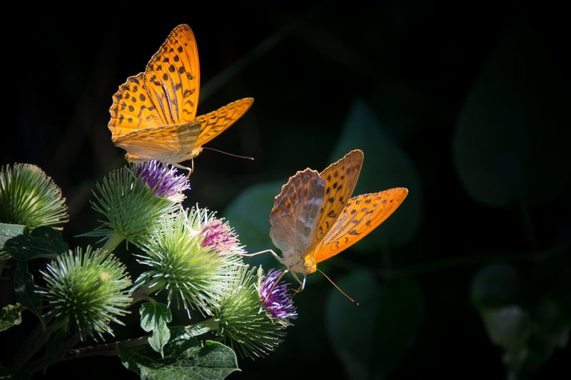 Urban Butterfly Garden
